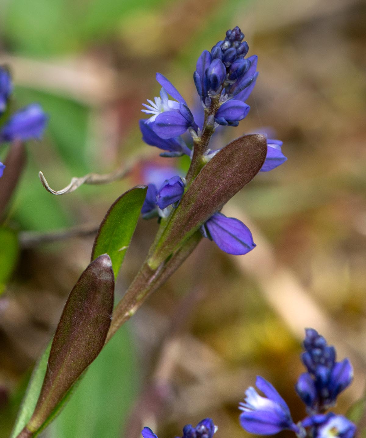 Bl&auml;tter, Bl&uuml;tenstand